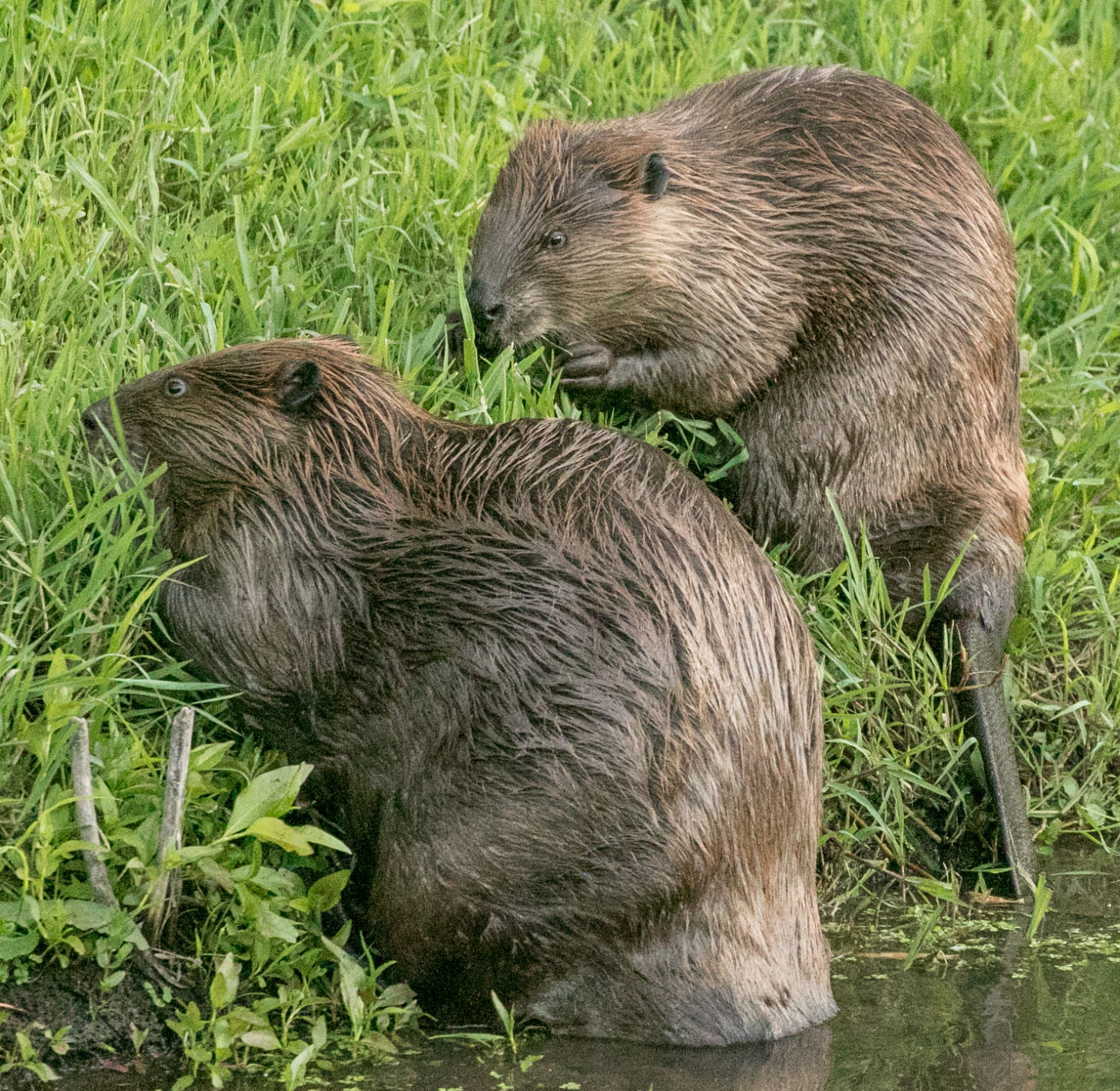 Beaver Lodge